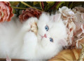 cat-1-small-1