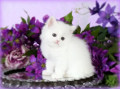 cat-1-small-2