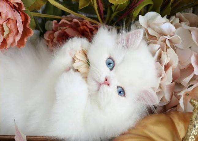 cat-1-big-1