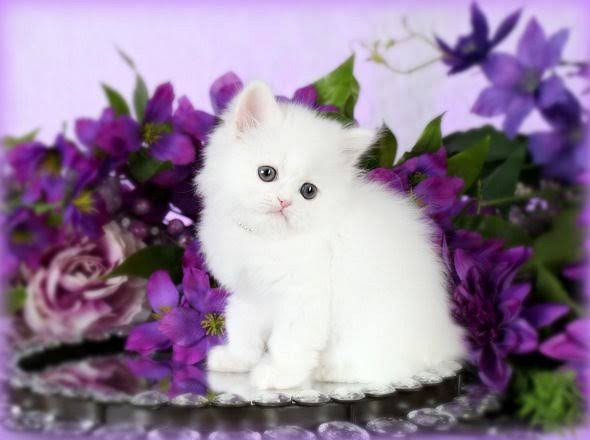 cat-1-big-2